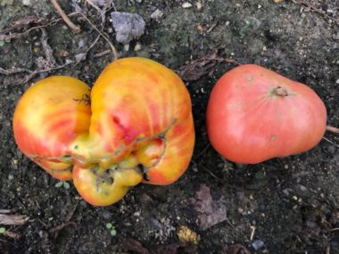 two ripe tomatoes