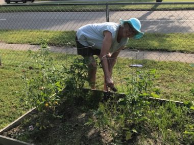 woman weeding tomato plants