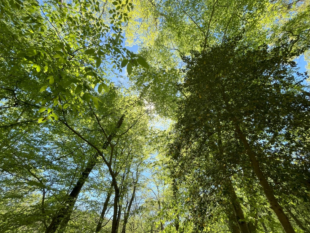 tree-canopy-camphanover